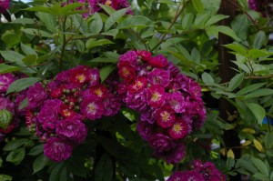 PERENNIAL BLUE (climber)